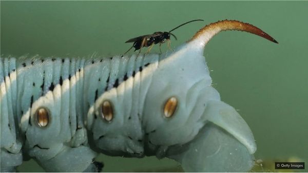 మిల్లీమీటరు పురుగు ఒక దేశ ఆర్థిక వ్యవస్థను కాపాడింది