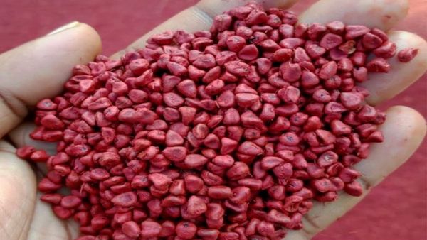 లిప్‌స్టిక్ తయారీకి వాడే గింజలు ఇవే... ఆంధ్రప్రదేశ్‌లోనూ జోరుగా సాగు