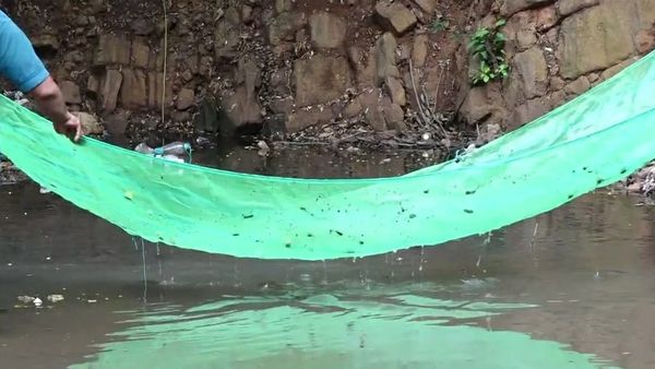 గాంబూసియా ఫిష్: ఈ చేపలు పెంచితే దోమలు మాయం