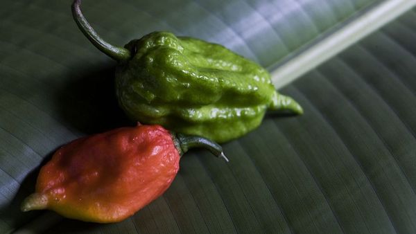 రాజా మిర్చి: ఇది భారత్‌లోనే అత్యంత ఘాటైన మిర్చి