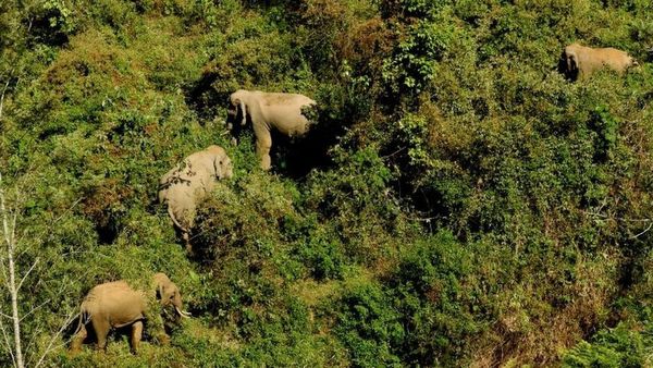 ప్రపంచ ఏనుగుల దినోత్సవం: ఇక్కడ మనుషులతో కలిసి గజరాజులు ఎలా హాయిగా జీవిస్తున్నాయి?