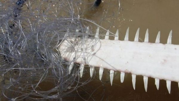 పాకిస్తాన్: దాదాపు లక్ష రూపాయలు పలికిన అరుదైన చేప