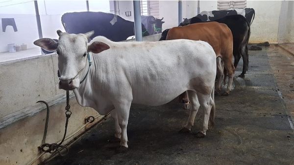 పుంగనూరు ఆవులు: ‘మూడు అడుగులే ఉంటాయి కానీ ధర మాత్రం ఐదు లక్షలు.. దీని మూత్రం, పేడనూ అమ్ముతారు’