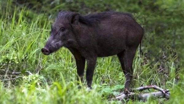 భారతదేశంలో పదేళ్లలో 984 పులులు ఎందుకు చనిపోయాయి.. పర్యావరణ సమస్యలే కారణమా