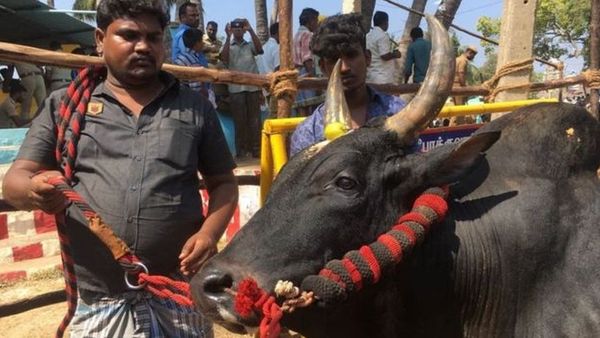 చిత్తూరు పశువుల పండుగ, తమిళనాడు జల్లికట్టు ఒకటేనా... ఈ పోటీల ప్రత్యేకత ఏంటి?