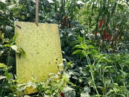 తామర పురుగు: ఏపీ, తెలంగాణల్లో మిర్చి పంటకు పట్టిన ఈ తెగులు దేశంలోని అనేక పంటలను నాశనం చేయబోతోందా?