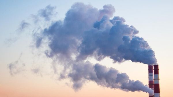 ప్రపంచ పర్యావరణ దినోత్సవం: లక్ష కోట్ల చెట్లతో కార్బన్ డై ఆక్సైడ్‌ను నిర్మూలించవచ్చా?