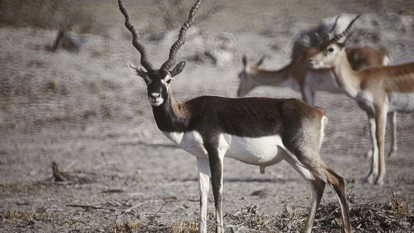 ఆంధ్రప్రదేశ్-కృష్ణజింక: రాష్ట్ర జంతువుకు రక్షణేది, ఆదుకునేవారెవరు