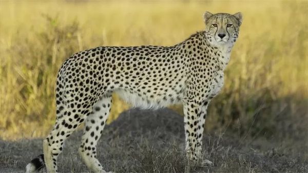 ఆఫ్రికా చీతాలను తెచ్చి భారత్‌లో సింహాల మనుగడను ప్రమాదంలో పడేస్తున్నారా.. చీతాల ప్రాజెక్టుపై వ్యతిరేకత ఎందుకు