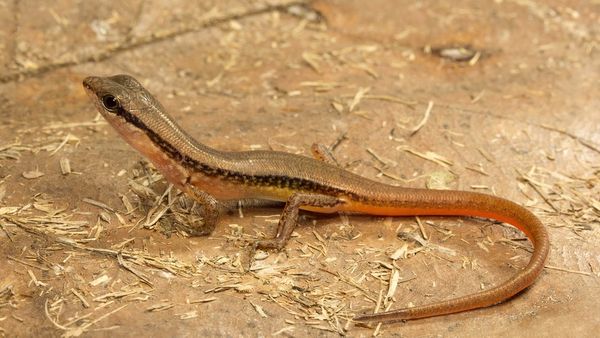 బల్లి పడితే ఆహారం విషపూరితం అవుతుందా, ఇంటిలో బల్లులు లేకపోతే మనుషులకు ఏం జరుగుతుంది?