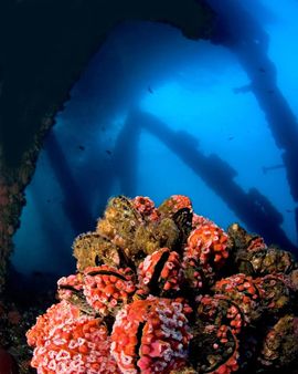 Asteroid impact: భూమిని గ్రహ శకలం ఢీకొడితే కొన్ని సంవత్సరాల పాటు పంటలు పండవు. అప్పుడు మనుషులు ఏం తిని బతకాలి?