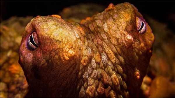 ఏలియన్స్ ఎదురైతే మీరేం చేస్తారు?