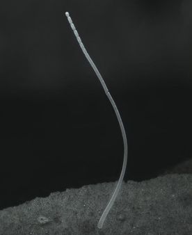 2022లో కీలక ఘట్టాలివీ: నేరుగా కంటికి కనిపించే బ్యాక్టీరియా నుంచి జేమ్స్‌ వెబ్‌తో గతంలోకి ప్రయాణం వరకు