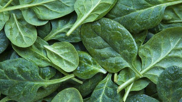 బచ్చలికూర తిని ఆసుపత్రిలో చేరిన 9 మంది.. కూర తిన్నాక లేనిది ఉన్నట్లు అనిపిస్తోందంటున్న రోగులు