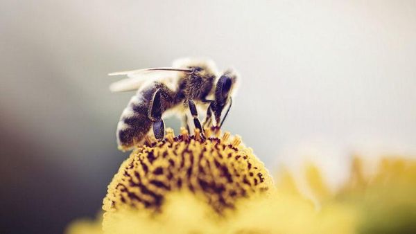 తేనెటీగలకు వ్యాక్సీన్.. ప్రపంచంలోనే తొలిసారి... దీన్ని ఎలా ఇస్తారు