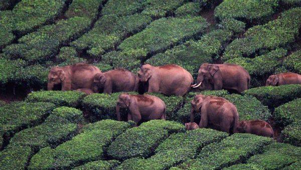 పడయప్ప: పర్యటకులతో సరదాగా ఫోటోలకు పోజులిచ్చే ఈ ఏనుగుకు ఇప్పుడు ఎందుకు చెడ్డపేరు వస్తోంది?