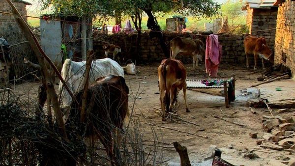 కూనో అభయారణ్యం: గిర్ సింహాల కోసం గిరిజనులను ఖాళీ చేయించారు.. ఆ తర్వాత గుజరాత్ సింహాలను ఇవ్వటానికి మోదీ నిరాకరించారు.. ఎందుకు?