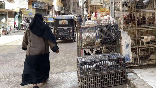 ఈజిప్ట్‌లో ప్రజల జీవనం గురించి కోడి కాళ్లు ఏం చెబుతున్నాయి?