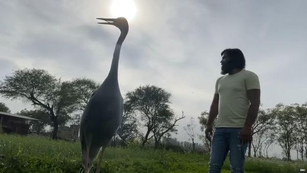 కొంగ, మనిషి స్నేహానికి రాజకీయం అడ్డొచ్చిందా.. ఏడాదిగా మహ్మద్ ఆరిఫ్‌ పెంచుకుంటున్న పక్షిని అధికారులు హఠాత్తుగా ఎందుకు తీసుకెళ్లారు