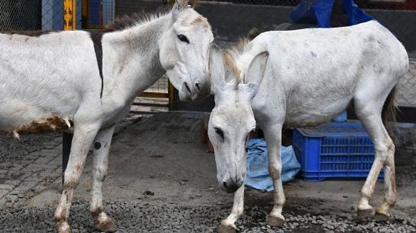 ఈ పాలు లీటరు రూ. 7 వేలు