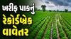 સૌરાષ્ટ્રમાં ૬૦%થી વધુ ખરીફ વાવેતર સંપન્ન