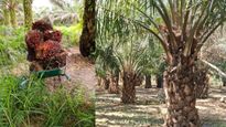 Oil palm farming : ગુજરાતમાં ઓઈલ પામની ખેતીનો વધતો વ્યાપ, વાવેતર 5 હજાર હેક્ટરને પાર