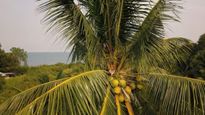 Coconut farming : દરિયાકાંઠાના ખેડૂતોને સદ્ધર બનાવતી નાળીયેરની ખેતી, વાવેતર વિસ્તારમાં મોટો વધારો