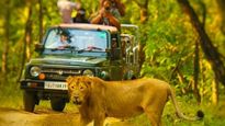 Gir Jungle Safari : ગુજરાતના પ્રવાસીઓ માટે ખુશખબર, ગીર જંગલ સફારીનો આજથી પ્રારંભ