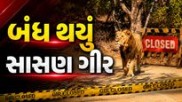 સિંહપ્રેમીઓ માટે મહત્વના સમાચાર: ચોમાસા અને સંવનનકાળને પગલે સાસણ ગીર અભયારણ્ય પ્રવાસીઓ માટે બંધ