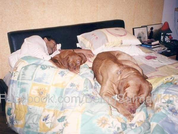 Salman Khan With Dogs Salman Khan With Dogs