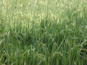 rice-plant rice-plant