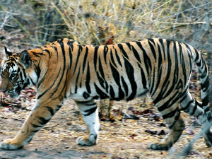 IndianTiger IndianTiger