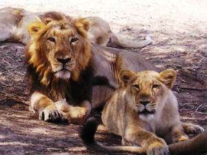 gir-lions gir-lions