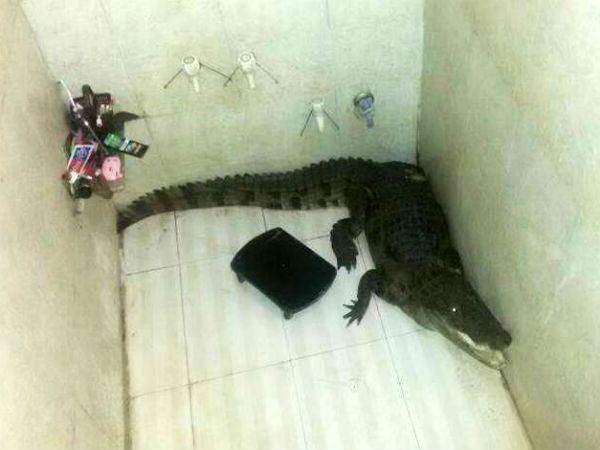 When Crocodile seen in Bathroom, See Pics