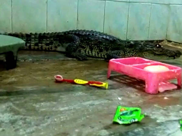 When Crocodile seen in Bathroom, See Pics