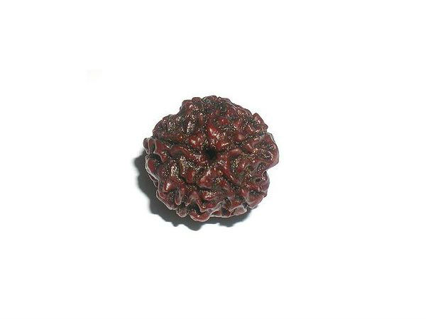 Seven Mukhi Rudraksha, 7 mukhi rudraksha Beads gives Prosperity