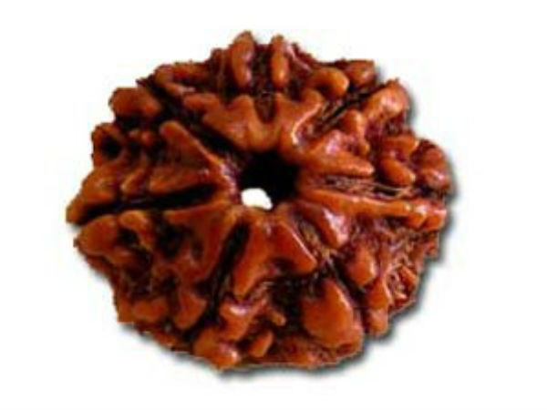 Seven Mukhi Rudraksha, 7 mukhi rudraksha Beads gives Prosperity