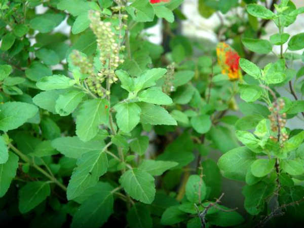 tulsi