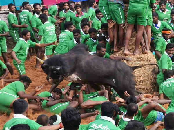 jallikattu
