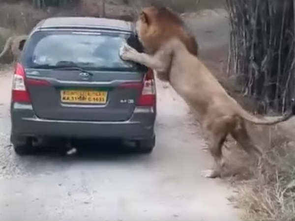 Lion attack Lion attack