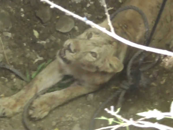 lion