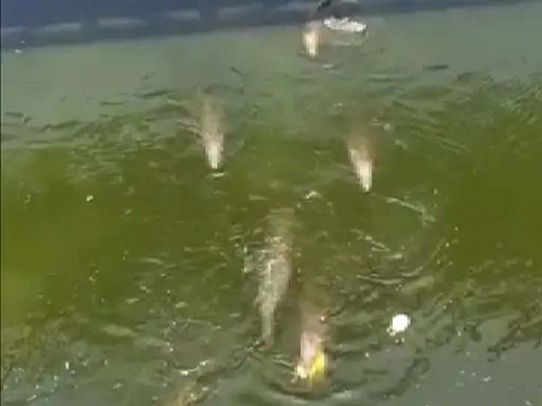 crocodiles crocodiles