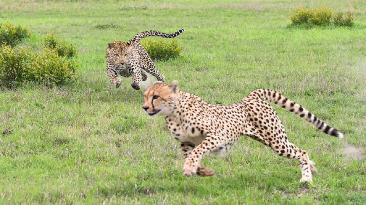 Cheetah Cheetah