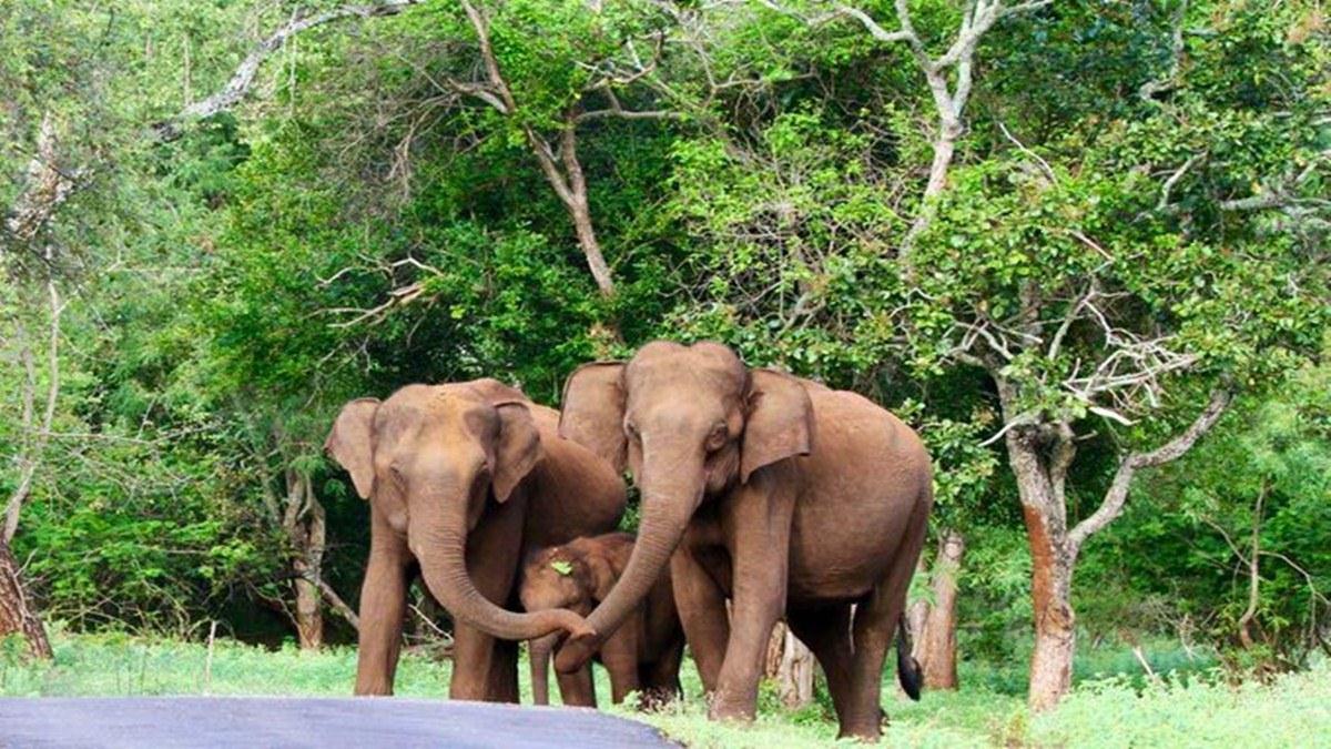 Ivory Trafficking Ivory Trafficking