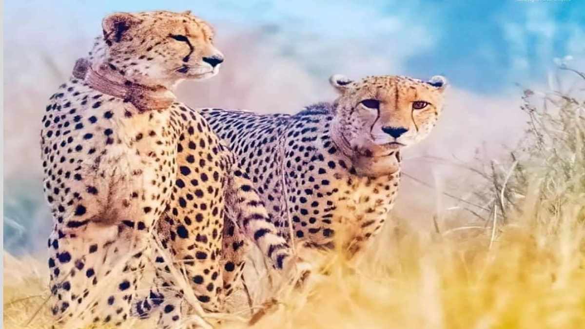 cheetah cheetah