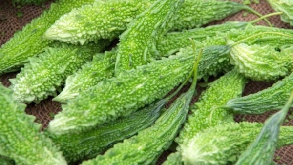 bitter gourd
