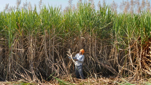 Sugarcane