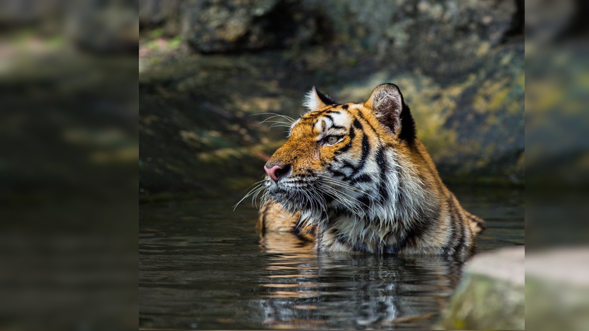 tigers died tigers died