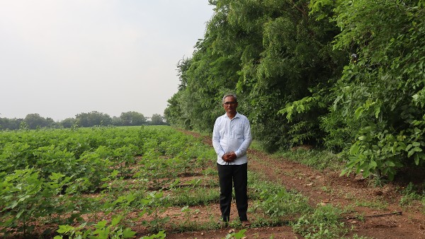 organic kapas organic kapas