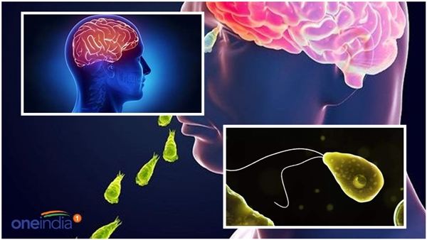 brain-eating amoeba